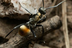 Polyrhachis ammon