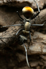 Polyrhachis ammon