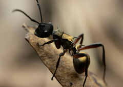 Polyrhachis rufifemur