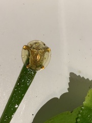 Aspidimorpha sanctaecrucis