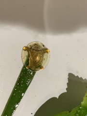 Aspidimorpha sanctaecrucis