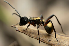 Polyrhachis rufifemur