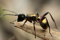 Polyrhachis rufifemur