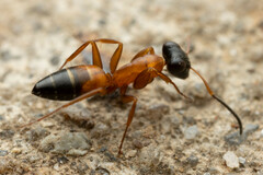 Opisthopsis rufithorax