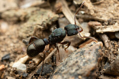 Rhytidoponera victoriae