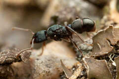 Rhytidoponera victoriae