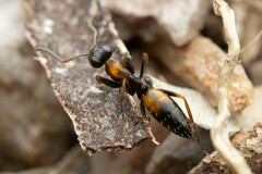 Opisthopsis picta