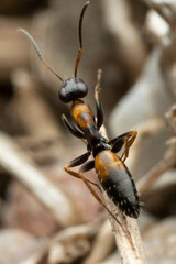 Opisthopsis picta