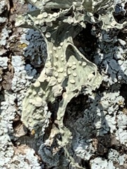 Ramalina celastri