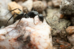 Camponotus aeneopilosus