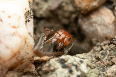 Iridomyrmex rubriceps