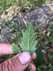 Centratherum riparium