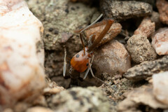 Iridomyrmex rubriceps