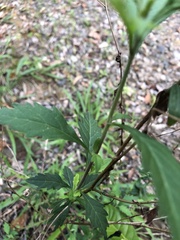 Centratherum riparium