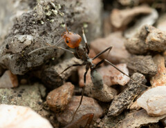 Iridomyrmex rubriceps