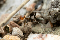 Iridomyrmex rubriceps