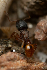 Tetramorium fuscipes