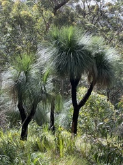 Xanthorrhoea glauca