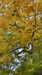 Juglans