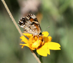 Phyciodes phaon