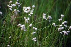 Eriophorum viridicarinatum