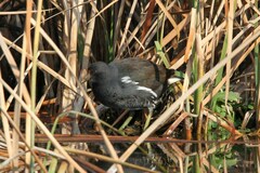 Gallinula chloropus meridionalis