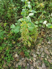 Lepidium densiflorum