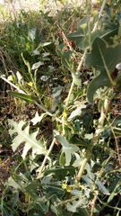 Lactuca serriola