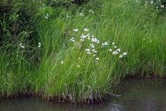 Eriophorum viridicarinatum