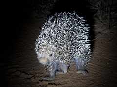 Coendou longicaudatus