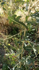 Lactuca serriola