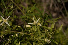 Clematis linearifolia