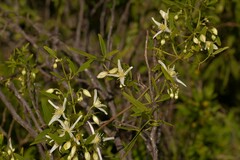 Clematis linearifolia
