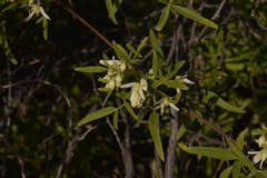 Clematis linearifolia