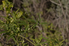 Clematis linearifolia