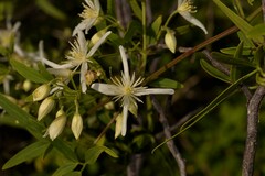 Clematis linearifolia