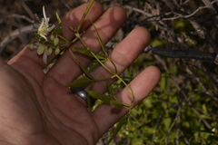 Clematis linearifolia