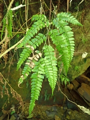 Arachniodes rhomboidea