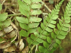 Arachniodes rhomboidea