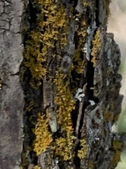 Xanthomendoza weberi