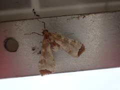 Leucinodes cordalis