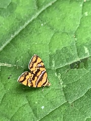 Choreutis amethystodes