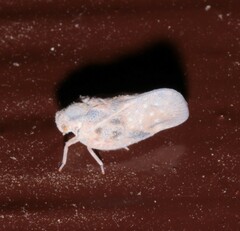 Metcalfa pruinosa