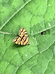 Choreutis amethystodes