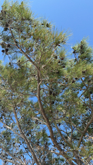 Pinus clausa