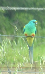 Psephotus varius