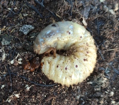 Oryctes nasicornis