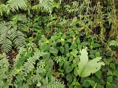 Gesneriaceae