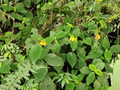 Gesneriaceae