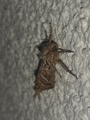 Triodia adriaticus